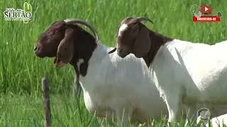 CAPRINOS DA RA&Ccedil;A BOER