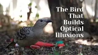 The Bird That Builds Optical Illusions 