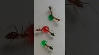 ANTS VS LIQUID CANDY #shorts