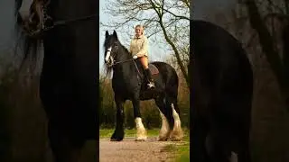 Shire horse #caballos #shire #horses #razasdecaballos #caballoshermosos #horselovers e