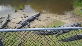 Alligator Adventure, Myrtle Beach S.C.