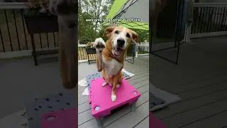 Easy tricks for older dogs for mental and physical health! #dog #dogtraining #doglover #seniordog