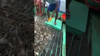 Sea snake # #fishing #fishermen #seaanimal #keralafishing