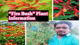 About Fire Bush Plant in Telugu || Hummingbird bush || @teja89289