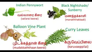 Greens name in Tamil #greensnameintamil #learnintamil