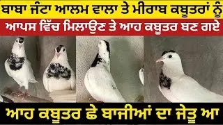 ਬਾਬਾ ਜੰਟਾ ਆਲਮ ਵਾਲਾ ਤੇ ਮੀਰਾਬ ਕਬੂਤਰਾਂ ਨੂੰ ਆਪਸ ਵਿੱਚ ਮਿਲਾਉਣ ਤੇ ਆਹ ਕਬੂਤਰ ਬਣ ਗਏ #Liladeon #wasdapunjab