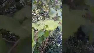 wild Florida grapes 🍇