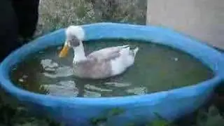 Dennis Duck