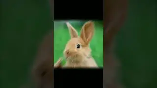 Coelhos#viral#misterios#curiosidades#shots#historias#mma#biologia#bizarro#terror