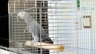ببغاء يقلد صوت القطة
