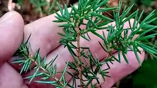 Common Juniper