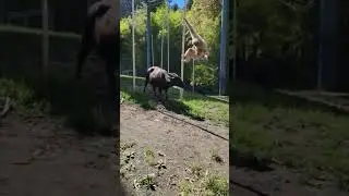 Naughty monkey|Explorer Boy|2022