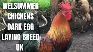 Welsummer Chickens UK - dark brown egg laying chicken - chocolate egg layers