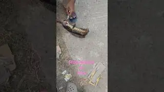 snakehead fishing ||Frog remove||  Lure fishing || Winter season snakehead fishing tips.