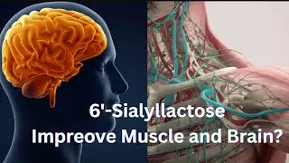 How 6&prime;-Sialyllactose (6&prime;SL) Could Boost Muscle Endurance, Strength, and Recovery
