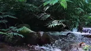 Peaceful River Flow Sounds for Meditation, Sleep & Mindfulness