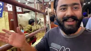 JDC Cow 2022 | Qurbani 2022 JDC