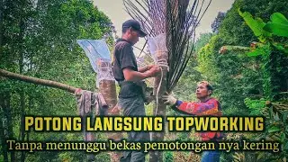 Topworking pohon durian yg baru di potong