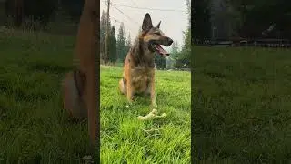 The Kind Pet's Eco-friendly dog toys our dogs LOVE!