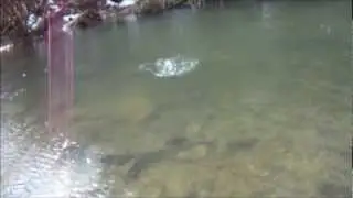 Fly fishing Indian Creek in Westermoreland County, Pennsylvania - Brown and brook trout