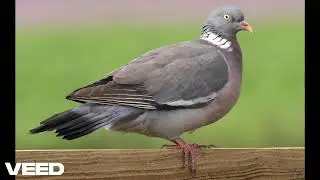 Common Wood Pigeon - Songs