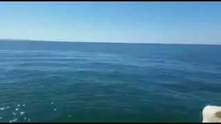 Tiburón en la ría de Huelva...