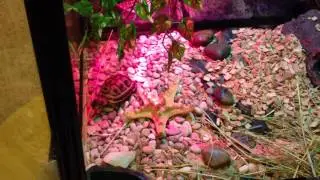 testudo graeca nabeulensis