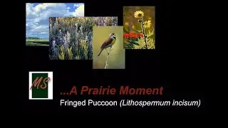 A Prairie Moment - Fringed Puccoon (Lithospermum incisum)