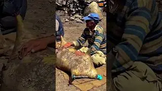 Pakistan Ancient Butter Making Technique | Butter Churning