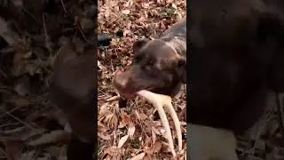 #maggie with the #shedantler assist! #chrisstapleton #shorts #antlers #deerhunting #sheddog