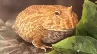 PACMAN FROG FEEDING (Nightcrawlers + Hornworm), Pacman Handling/Honey Bath + Adding Dry Substrate