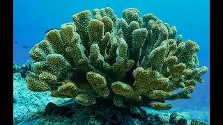 CREI - Restoring Coral Reefs In Hawaii