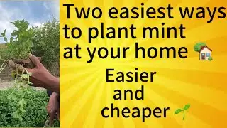How to plant mint in your home ?🏡 | easiest and cheapest process 🌱