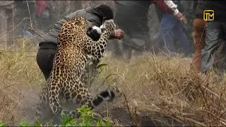 ТОП-10 реальных нападений животных на людей, снятых камерами видеонаблюдения
