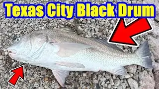 HOW to Catch BIG Black Drum |  Fishing Texas City Dike for BIG Black Drum