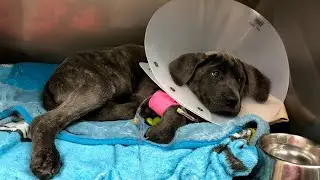 Long Island pet store Shake a Paw knowingly sold sick, injured puppies, lawsuit alleges