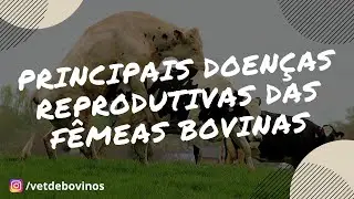 As 3 Principais Doen&ccedil;as Reprodutivas das F&ecirc;meas Bovinas #008