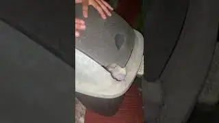 Unexpected rat escape: startling trash can dash caught on camera in West Java