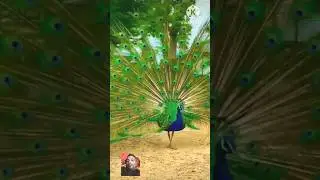 #youtubeshorts #peacock #viralreels #lovebirds #birdlovers #peace #youtube  #happyness #happypeople