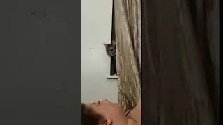 Cat peeking through a curtain doesn't like another cat getting scratches - 1070210