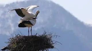仲良し夫婦のコウノトリ