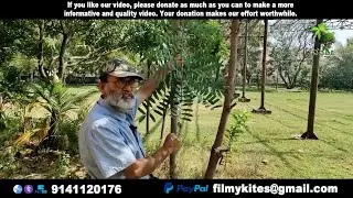 Plant 314 | ಲಕ್ಷ್ಮೀ ತರು | Lakshmi taru | Simarouba glauca | Herbal & The plant
