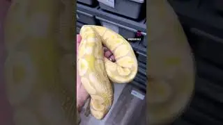 Candy Albino Ball Python 🤌🤩 #albinosnake #petsnake #candyballpython #ballpythonbreeder