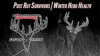 Rut Survivors! | Winter DEER HEALTH (NXT Level Deer Supplements)
