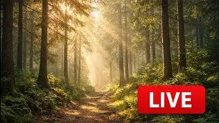 🌲 Morning Chat LIVE | Coffee, Calm & Conversation