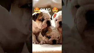 #dog#doglover#doglife#cutedog#dogreels#dogshorts#petdog#dogvideos#dogviral#puppylove💧🤩🤩