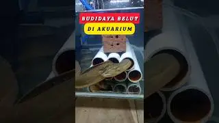 BUDIDAYA BELUT DI AKUARIUM #idebisnis #peluangusaha #ternak #budidaya #pertanian