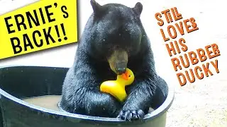 Bear *Still* Loves Rubber Ducky