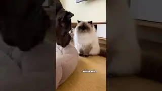 Giant Dog Tries To Put Grumpy Cat To Bed (Gone Wrong) 😂