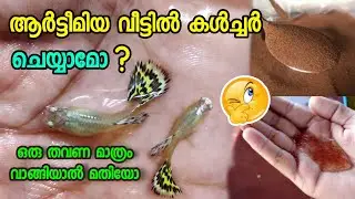 ആർട്ടീമിയ വീട്ടിൽ കൾച്ചർ ചെയ്യാൻ പറ്റുമോ |ARTIMIA GUPPY FOOD| ARTIMIA CULTURE | GUPPY LIVE FOOD |